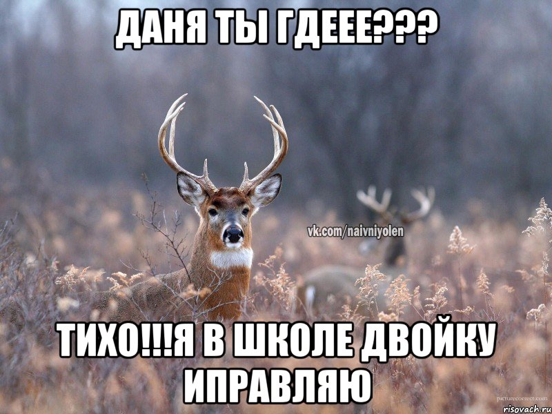 Даня Ты гдеее??? Тихо!!!Я в школе двойку иправляю, Мем   Наивный олень