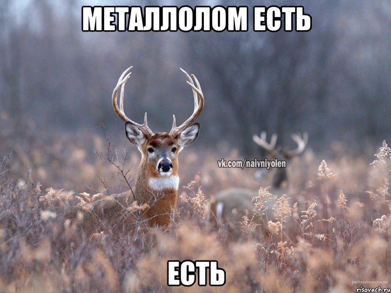 металлолом есть есть, Мем   Наивный олень