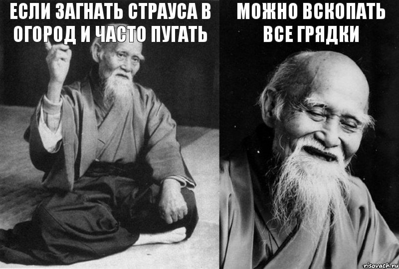 Если загнать страуса в огород и часто пугать  можно вскопать все грядки 