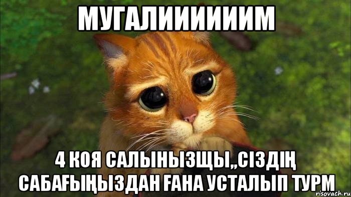 мугалиииииим 4 коя салынызщы,,сіздің сабағыңыздан ғана усталып турм, Мем кот из шрека