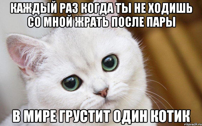 Каждый раз когда ты не ходишь со мной жрать после пары в мире грустит один котик, Мем  В мире грустит один котик