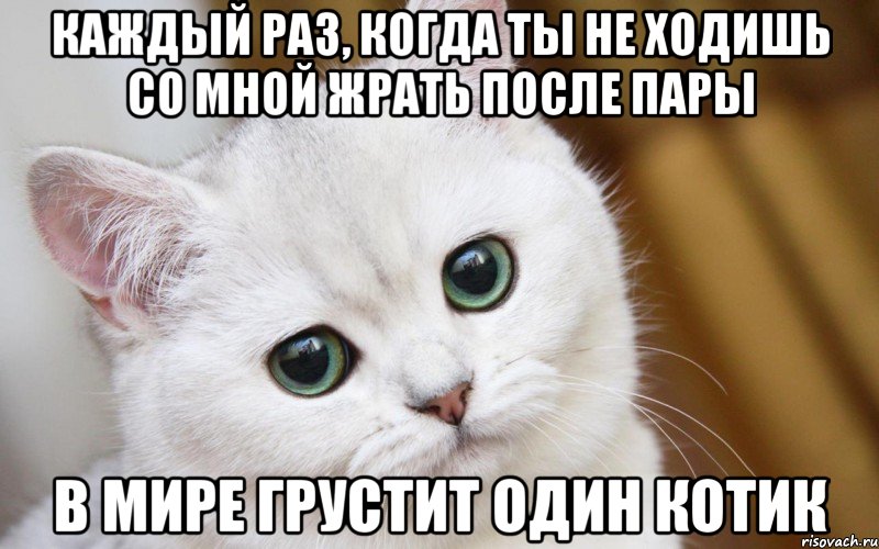 каждый раз, когда ты не ходишь со мной жрать после пары в мире грустит один котик, Мем  В мире грустит один котик