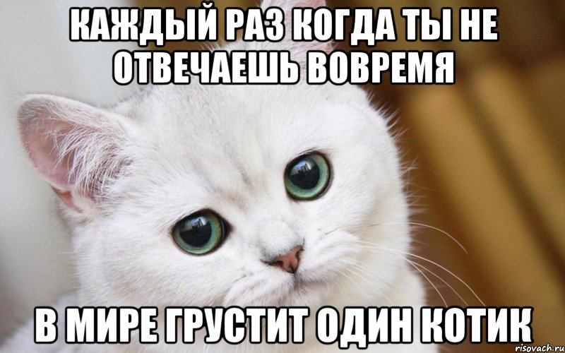 Каждый раз когда ты не отвечаешь вовремя В мире грустит один котик, Мем  В мире грустит один котик