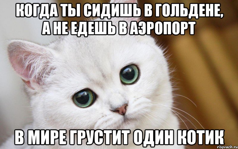 Когда ты сидишь в Гольдене, а не едешь в аэропорт В мире грустит один котик, Мем  В мире грустит один котик