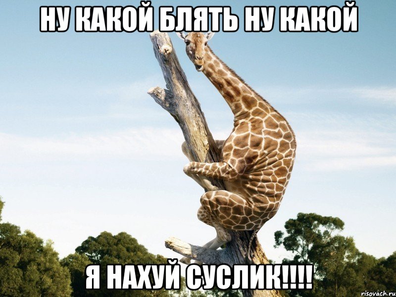 Ну какой блять ну какой Я нахуй суслик!!!!