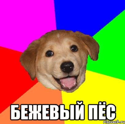  БЕЖЕВЫЙ ПЁС, Мем Advice Dog