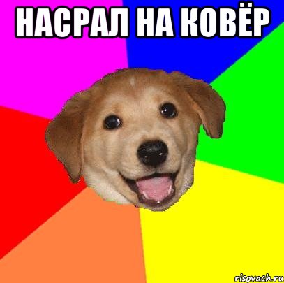 Насрал на ковёр , Мем Advice Dog