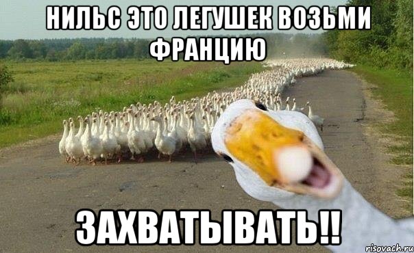 Нильс это легушек возьми Францию Захватывать!!, Мем гуси