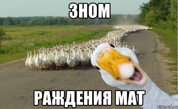 зном раждения мат, Мем гуси