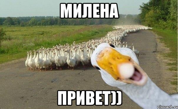 Милена Привет)), Мем гуси