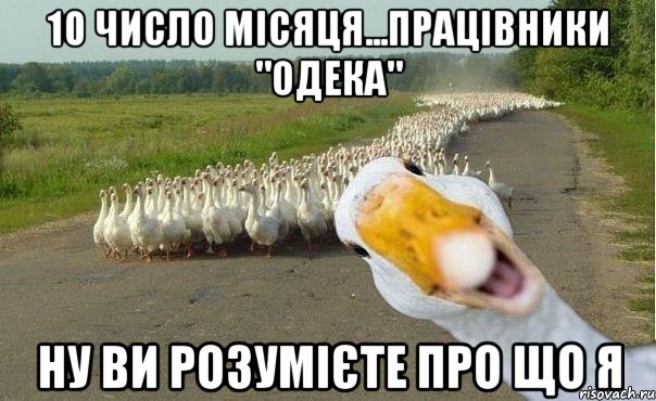 10 число місяця...працівники "ОДЕКА" ну ви розумієте про що я, Мем гуси