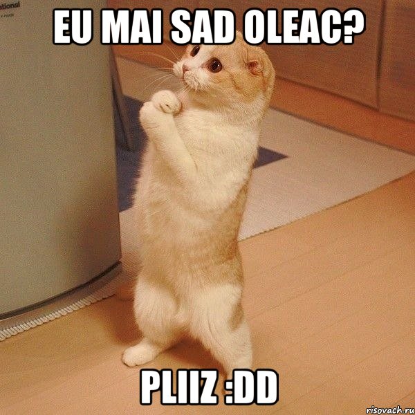 eu mai sad oleac? pliiz :DD, Мем  котэ молится