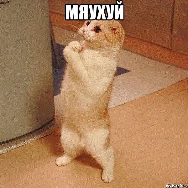 Мяухуй , Мем  котэ молится