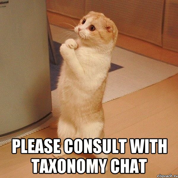  Please consult with Taxonomy Chat, Мем  котэ молится