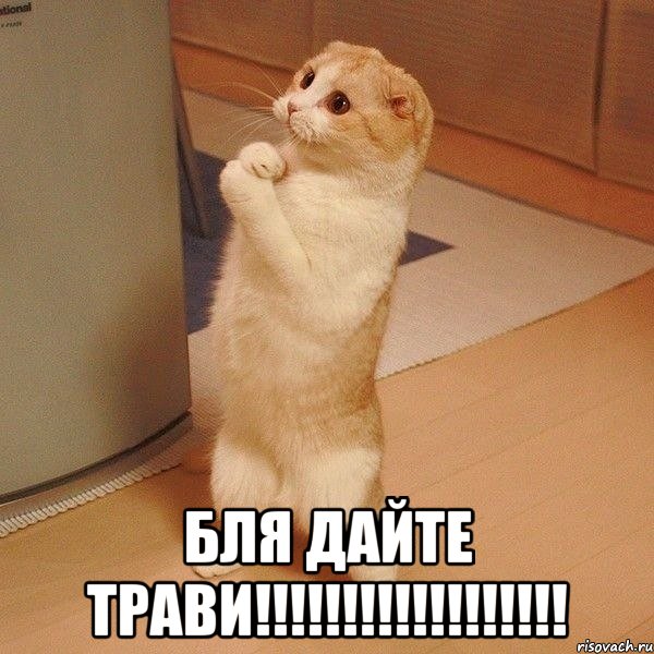  БЛЯ ДАЙТЕ ТРАВИ!!!!!!!!!!!!!!!!!!, Мем  котэ молится