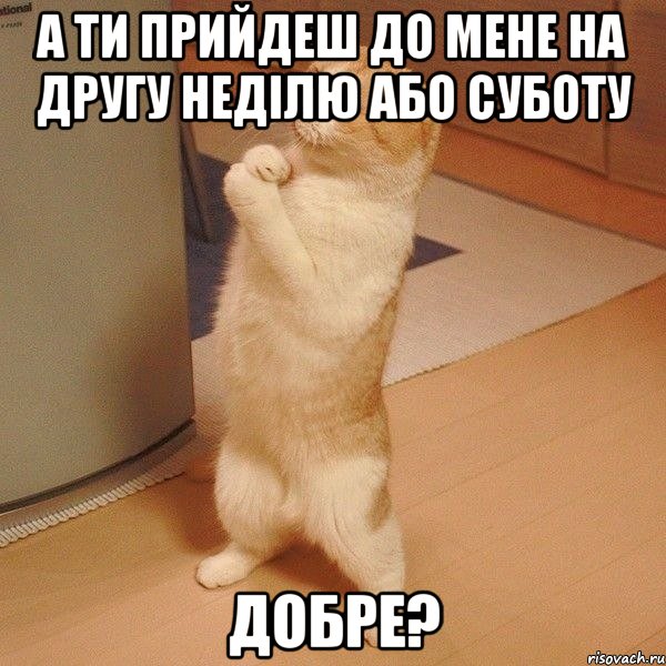 а ти прийдеш до мене на другу неділю або суботу добре?, Мем  котэ молится