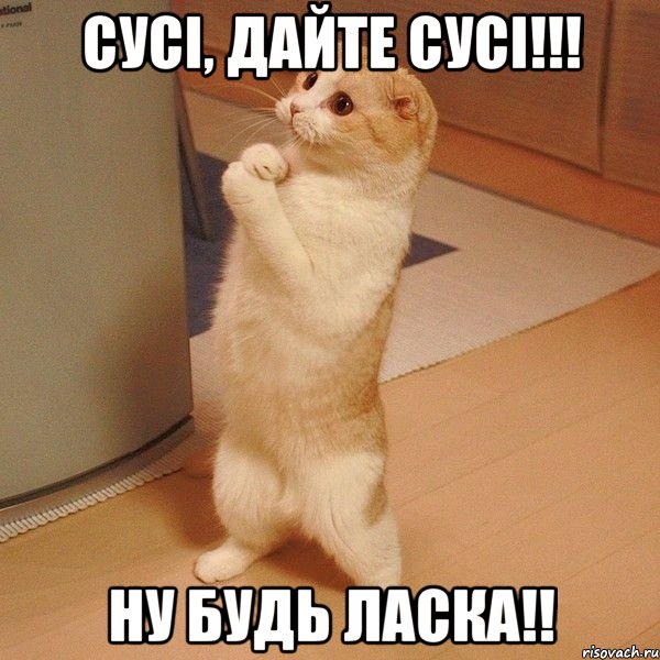 cусі, дайте сусі!!! ну будь ласка!!, Мем  котэ молится