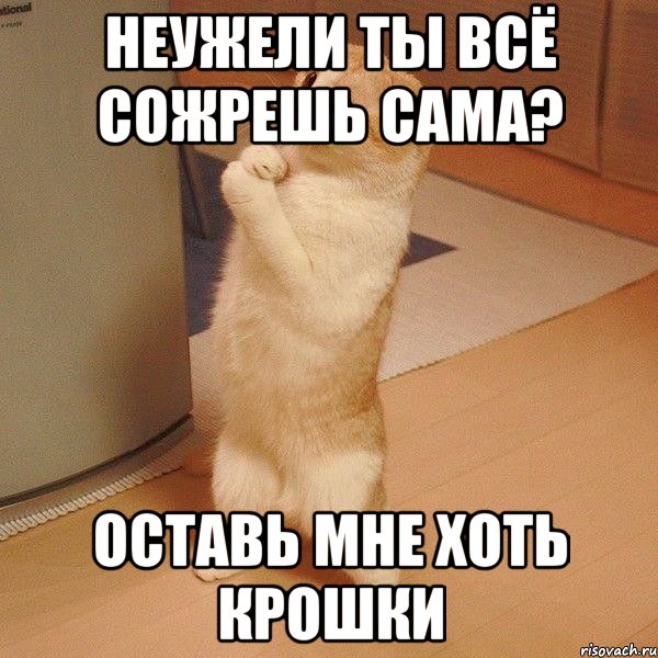 неужели ты всё сожрешь сама? оставь мне хоть крошки, Мем  котэ молится