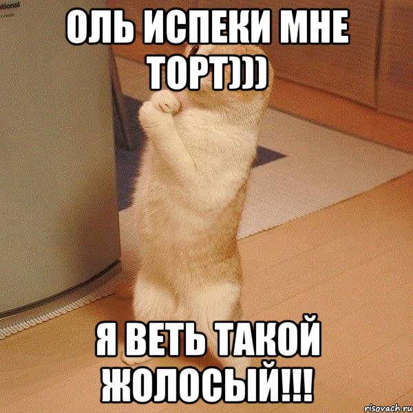 Оль испеки мне торт))) Я веть такой ЖОЛОСЫЙ!!!, Мем  котэ молится