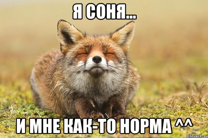 Я Соня... И мне как-то норма ^^, Мем лиса фыр-фыр-фыр