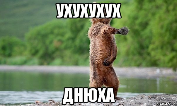Ухухухух Днюха, Мем Медвед танцует