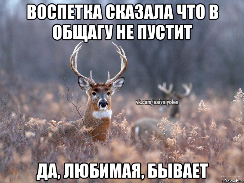 ВОСПЕТКА СКАЗАЛА ЧТО В ОБЩАГУ НЕ ПУСТИТ ДА, ЛЮБИМАЯ, БЫВАЕТ, Мем   Наивный олень