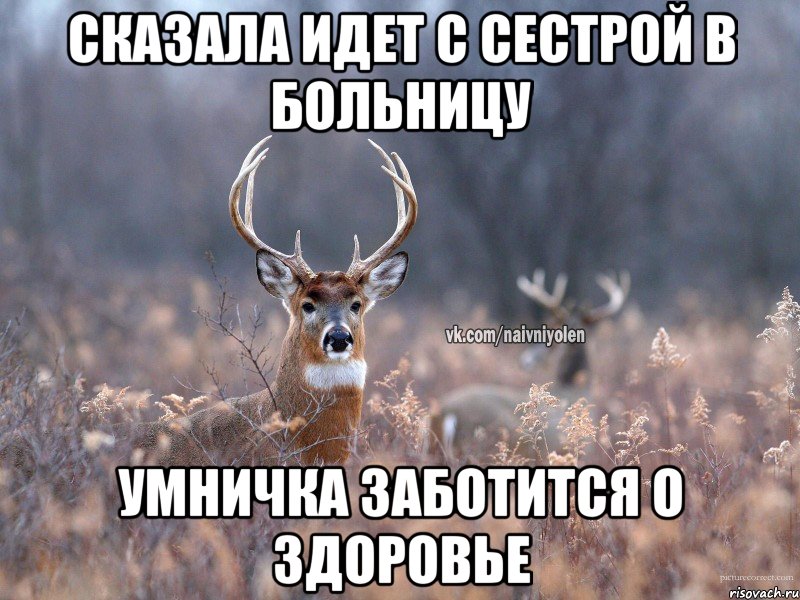 Сказала идет с сестрой в больницу умничка заботится о здоровье, Мем   Наивный олень