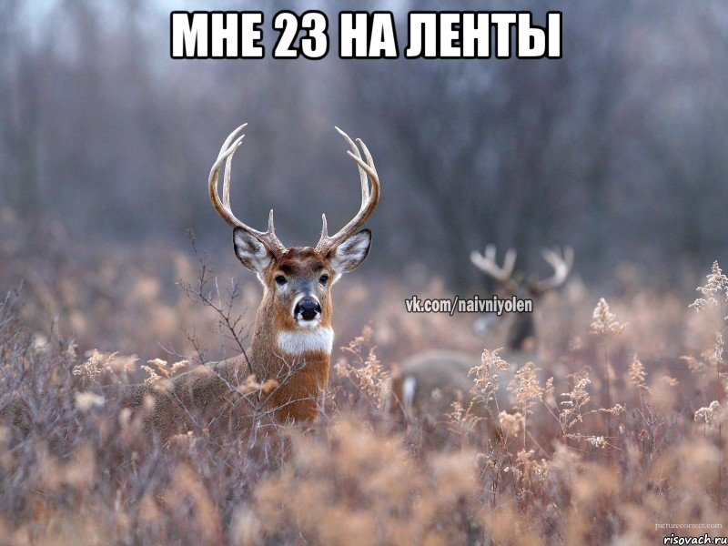 мне 23 на ленты , Мем   Наивный олень