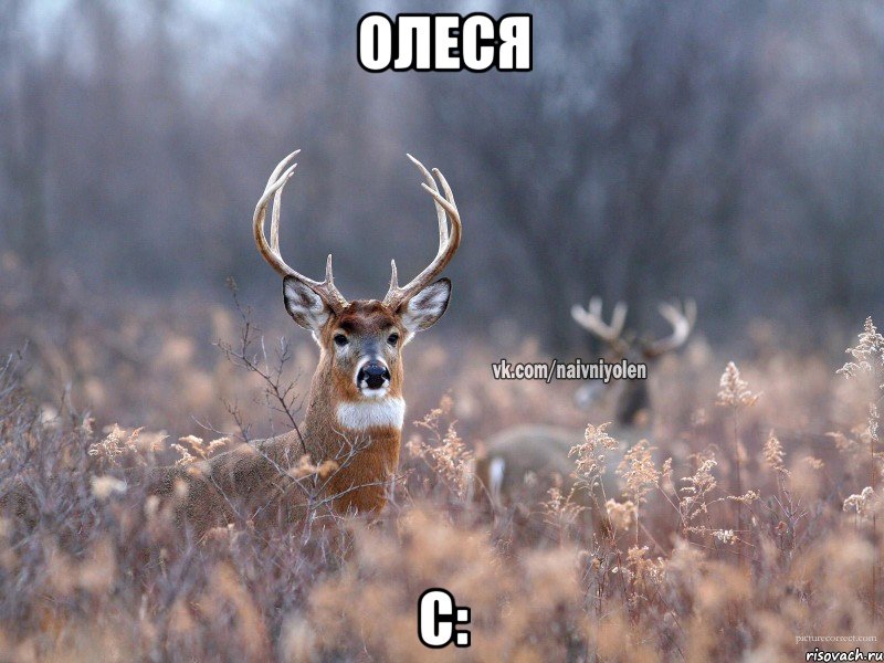 олеся c:, Мем   Наивный олень