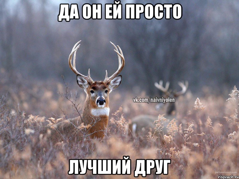 Да он ей просто Лучший друг, Мем   Наивный олень