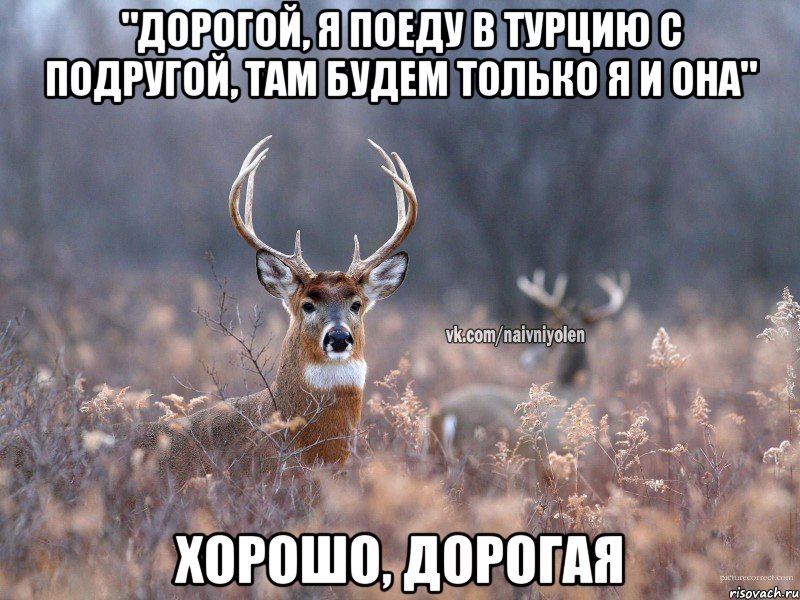 "дорогой, я поеду в Турцию с подругой, там будем только я и она" Хорошо, дорогая, Мем   Наивный олень