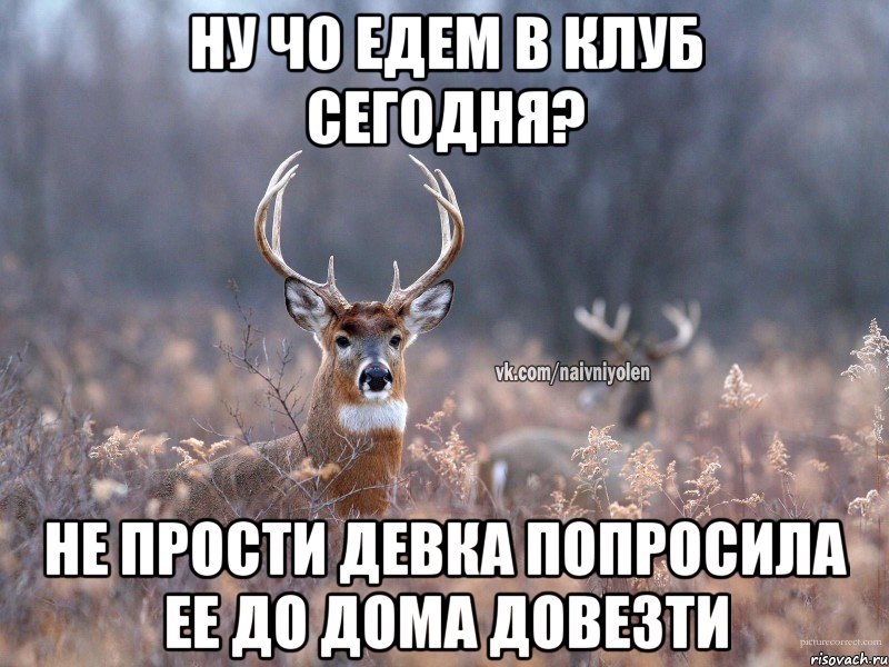 ну чо едем в клуб сегодня? Не прости девка попросила ее до дома довезти, Мем   Наивный олень