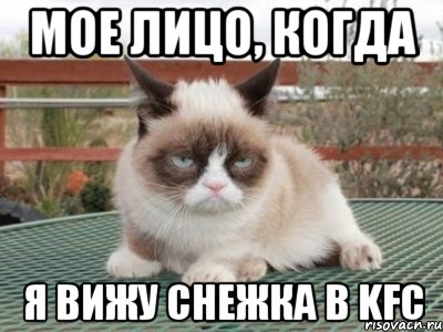 мое лицо, когда я вижу снежка в KFC, Мем Ungly Cat