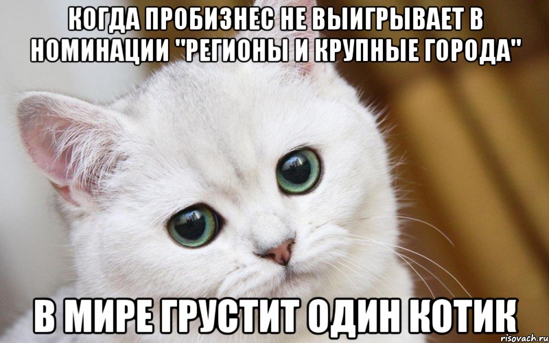 КОГДА ПРОБИЗНЕС НЕ ВЫИГРЫВАЕТ В НОМИНАЦИИ "РЕГИОНЫ И КРУПНЫЕ ГОРОДА" В МИРЕ ГРУСТИТ ОДИН КОТИК, Мем  В мире грустит один котик