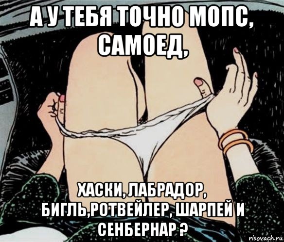 а у тебя точно мопс, самоед, хаски, лабрадор, бигль,ротвейлер, шарпей и сенбернар ?, Мем А ты точно