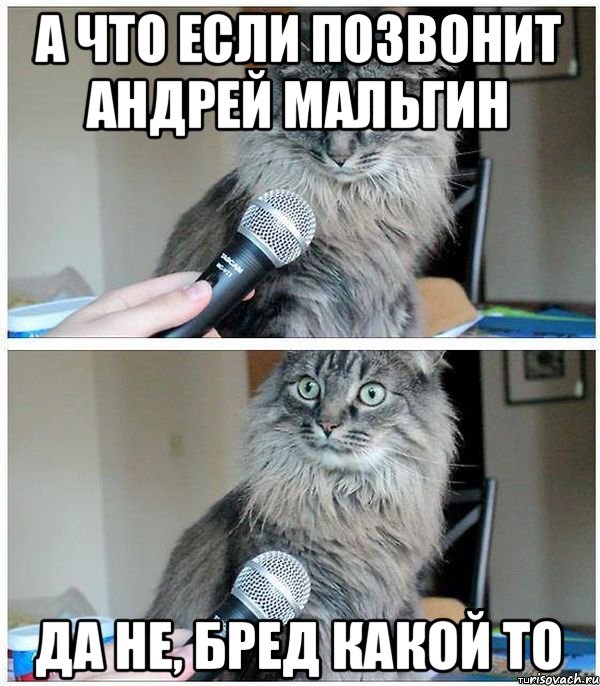 А что если позвонит Андрей Мальгин да не, бред какой то, Комикс  кот с микрофоном