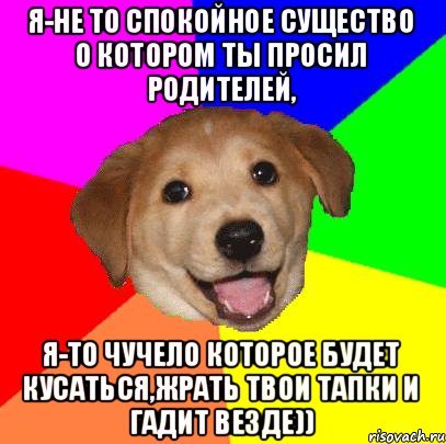 Я-не то спокойное существо о котором ты просил родителей, Я-то чучело которое будет кусаться,жрать твои тапки и гадит везде)), Мем Advice Dog