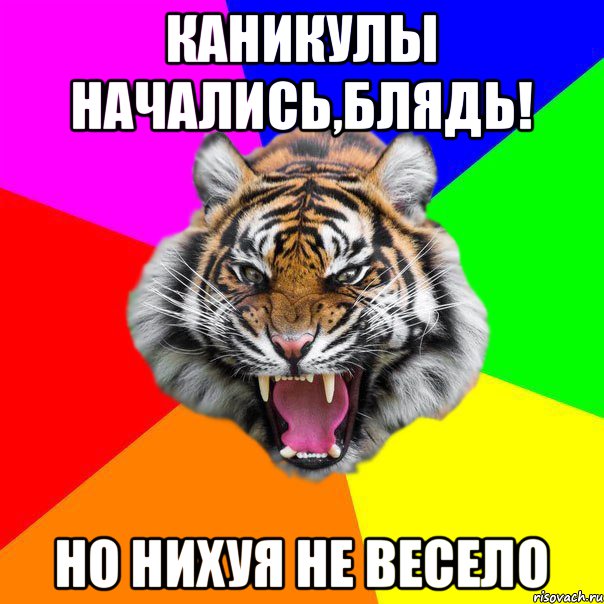 Каникулы начались,блядь! Но нихуя не весело, Мем  ДЕРЗКИЙ ТИГР