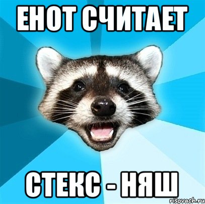 Енот считает Стекс - няш