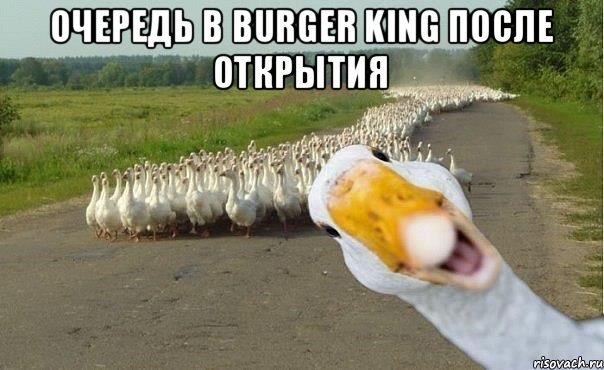 Очередь в Burger King после открытия , Мем гуси