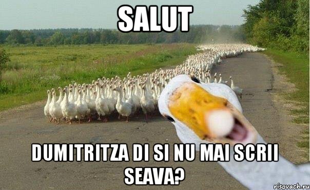 Salut Dumitritza di si nu mai scrii seava?, Мем гуси