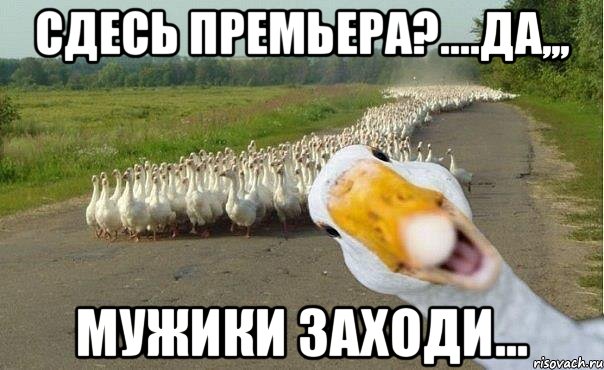 СДЕСЬ ПРЕМЬЕРА?....ДА,,, МУЖИКИ ЗАХОДИ..., Мем гуси