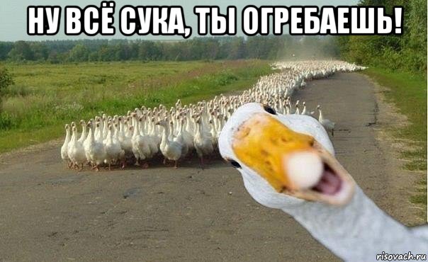 ну всё сука, ты огребаешь! , Мем гуси