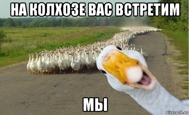 на колхозе вас встретим мы, Мем гуси