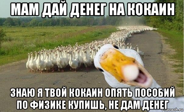 мам дай денег на кокаин знаю я твой кокаин опять пособий по физике купишь, не дам денег, Мем гуси