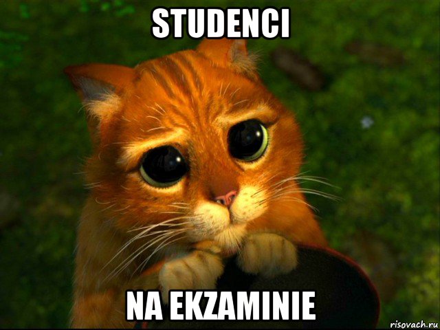 studenci na ekzaminie, Мем кот из шрека