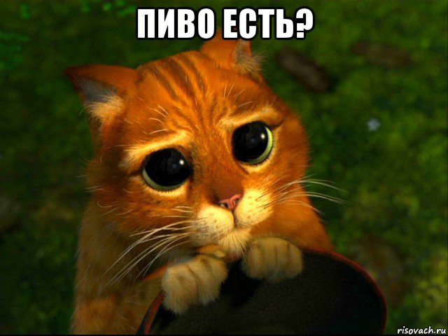 пиво есть? , Мем кот из шрека