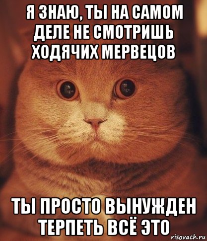 я знаю, ты на самом деле не смотришь ходячих мервецов ты просто вынужден терпеть всё это, Мем  Кот который видел ужасные вещи