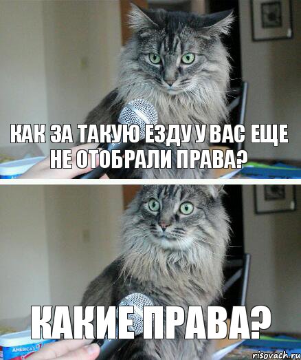 как за такую езду у вас еще не отобрали права? какие права?, Комикс  кот с микрофоном