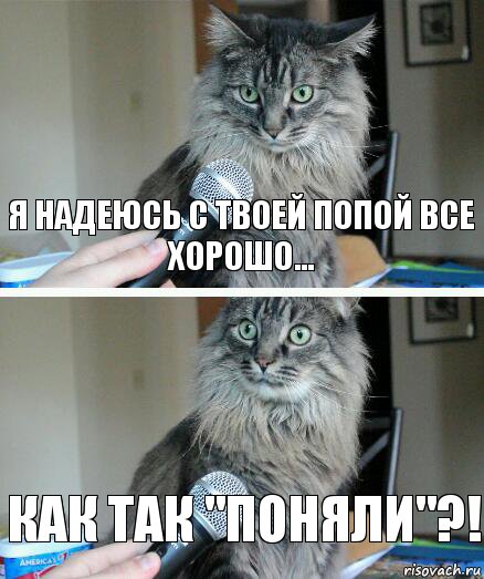 Я надеюсь с твоей попой все хорошо... Как так "поняли"?!, Комикс  кот с микрофоном